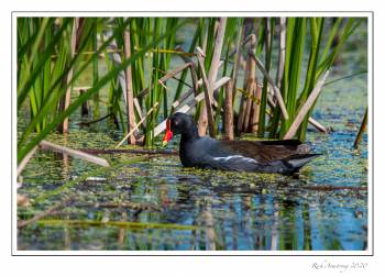 common gallinule.jpg